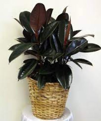 10 Inch Rubber Plant