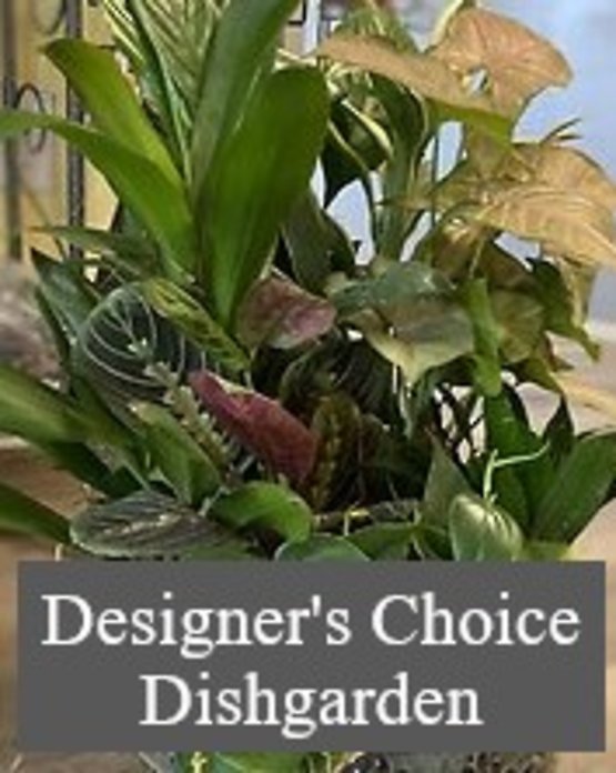 Designer\'s Choice Dishgarden