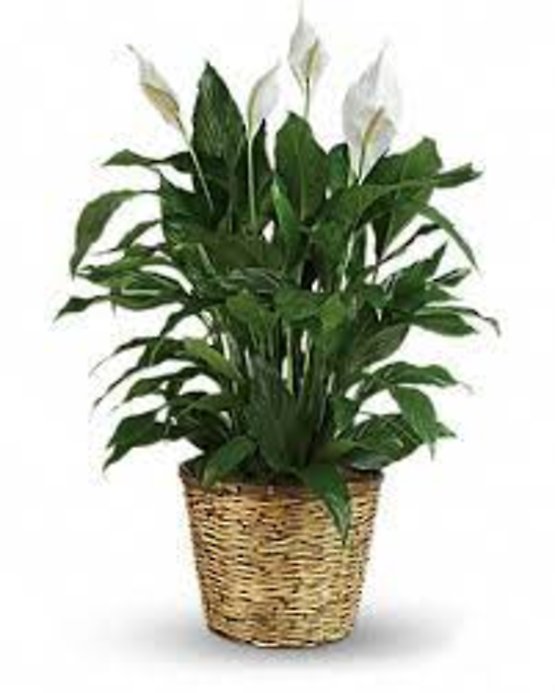10 Inch Peace Lily