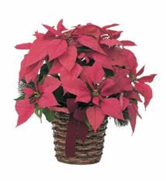 6 Inch Poinsettia