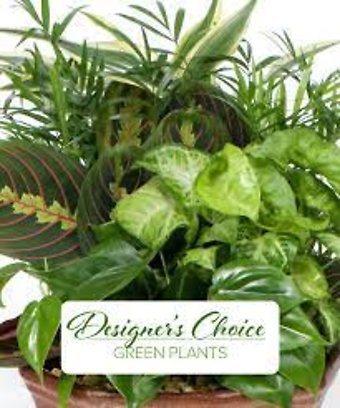 Designer\'s Choice Plant