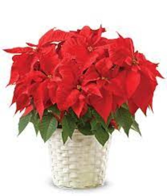 8 Inch Poinsettia