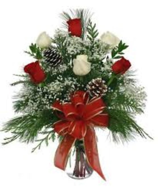 A Christmas Rose