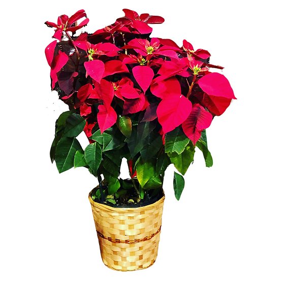 10\" Red Poinsettia Plant in a Basket